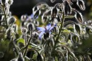 Borretsch - Borago officinalis * 1453 x 964 * (437KB)